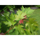 Hopeavaahtera (Acer saccharinum)